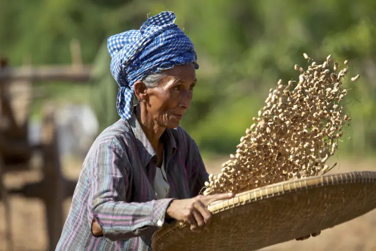 The Peanut Collector