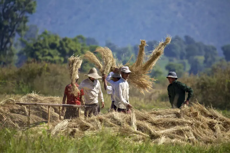 Tons of Hay