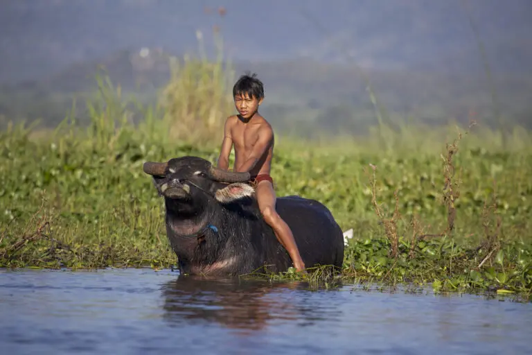 Riding a Bull