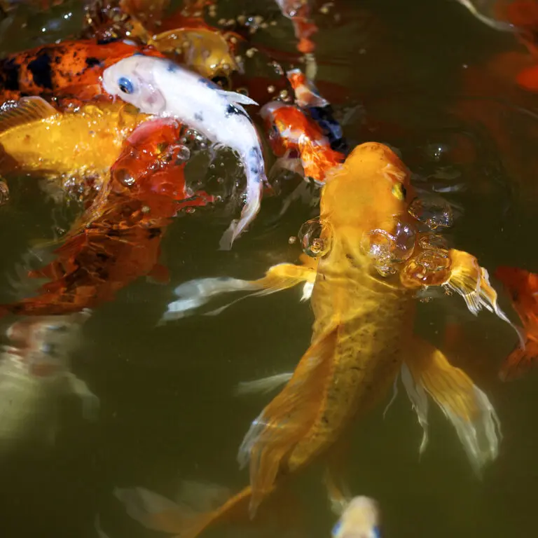  (2491) Beauty of the River präsentiert:  