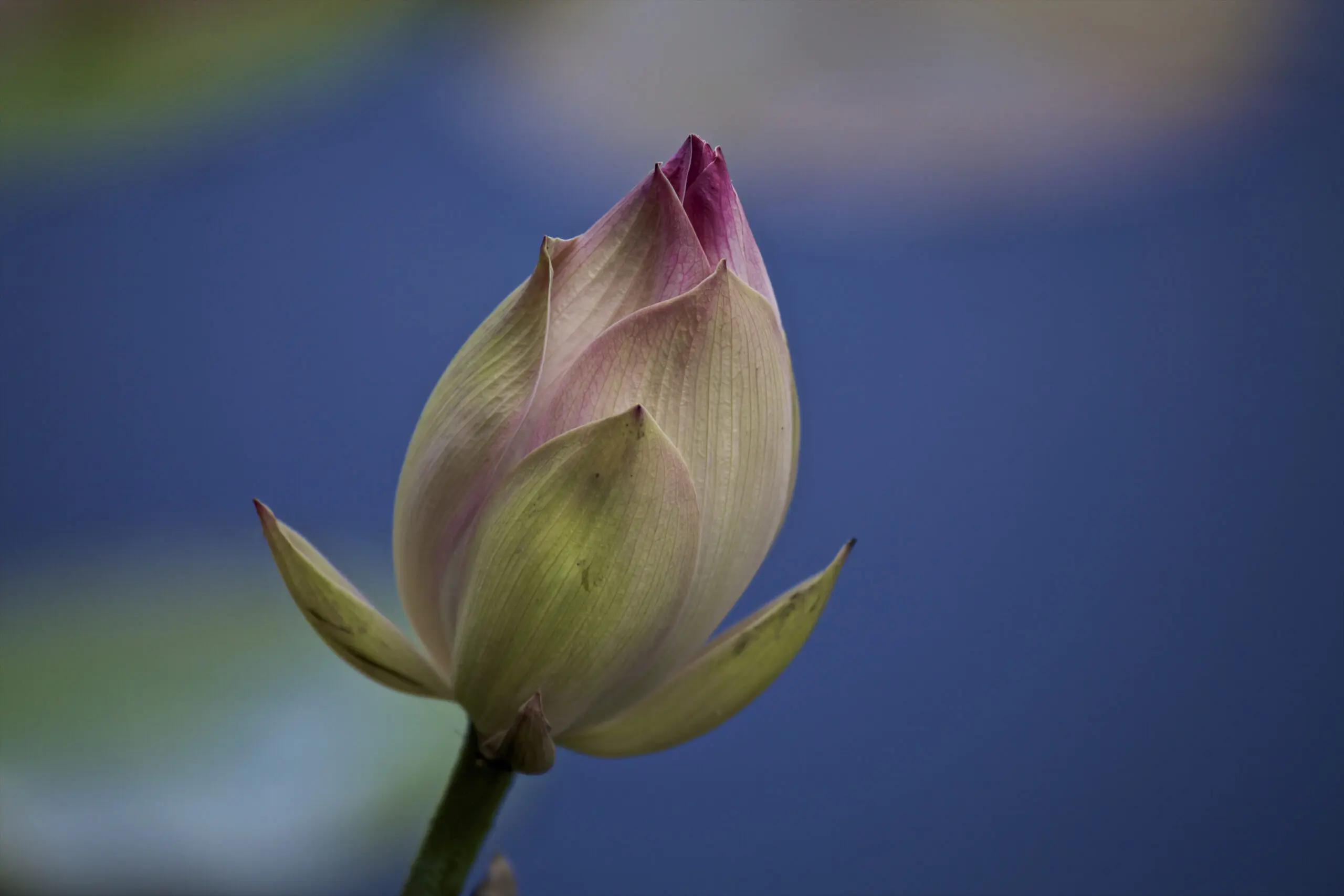 Wandbild (2486) Lilli präsentiert: Details und Strukturen,Natur,Wasser,Zen & Wellness,Blumen und Bl&uuml;ten,Makro,Seen,Pflanzen