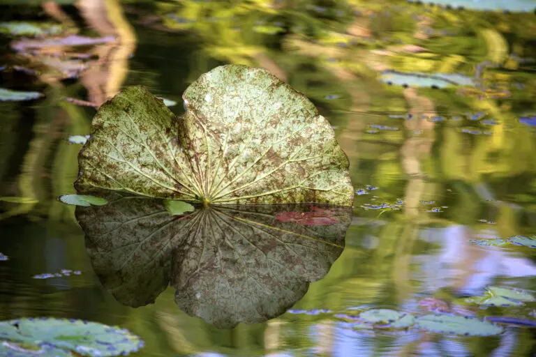  (2482) Lotus Leaf präsentiert: Blätter, Natur, Wasser, Wasserspiegelungen