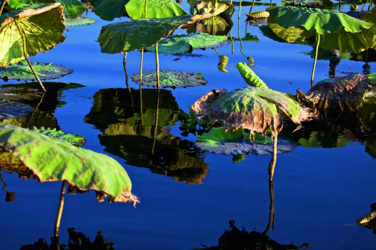  (2483) Loutus Leafs präsentiert:  