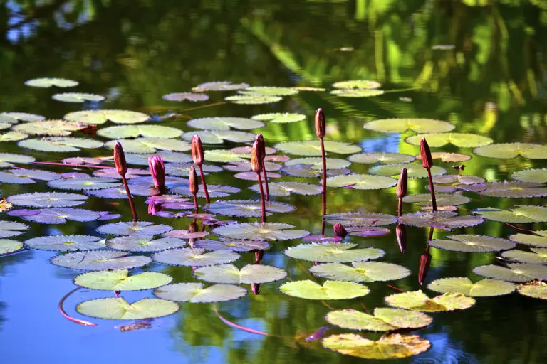 Waterlillies closed