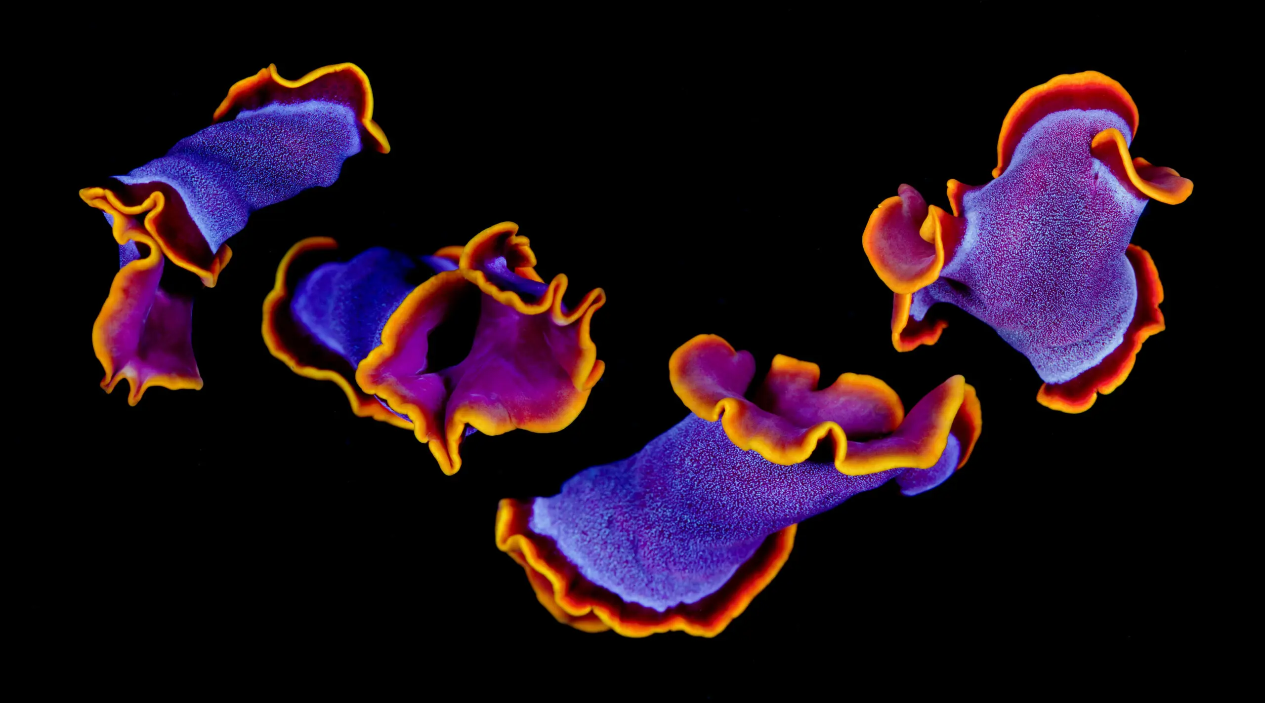 Wandbild (2733) Flamenco-Andrey Narchuk präsentiert: Tiere,Wasser,Sonstige Tiere,Unterwasser