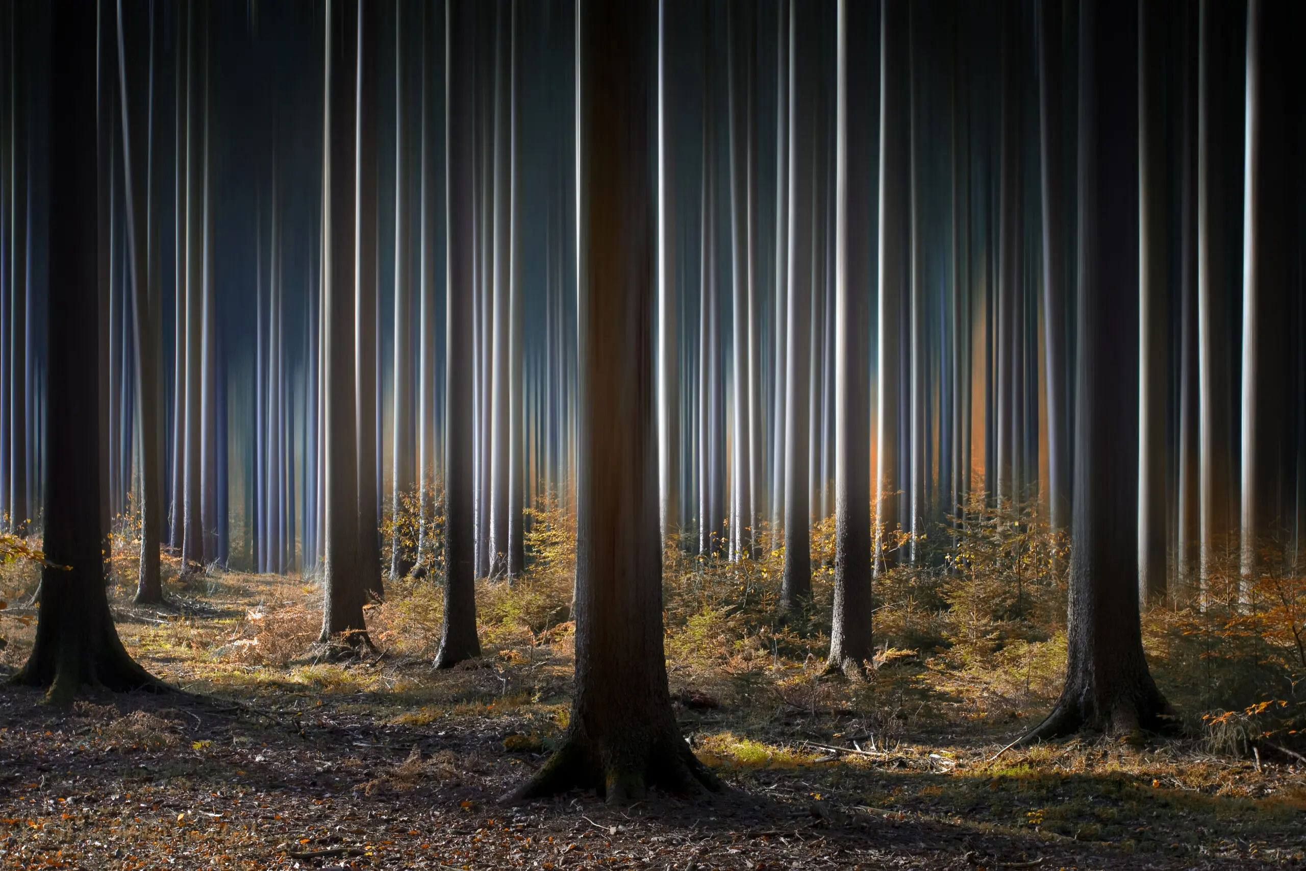 Wandbild (2690) Mystic Wood präsentiert: Natur,Landschaften,Wälder