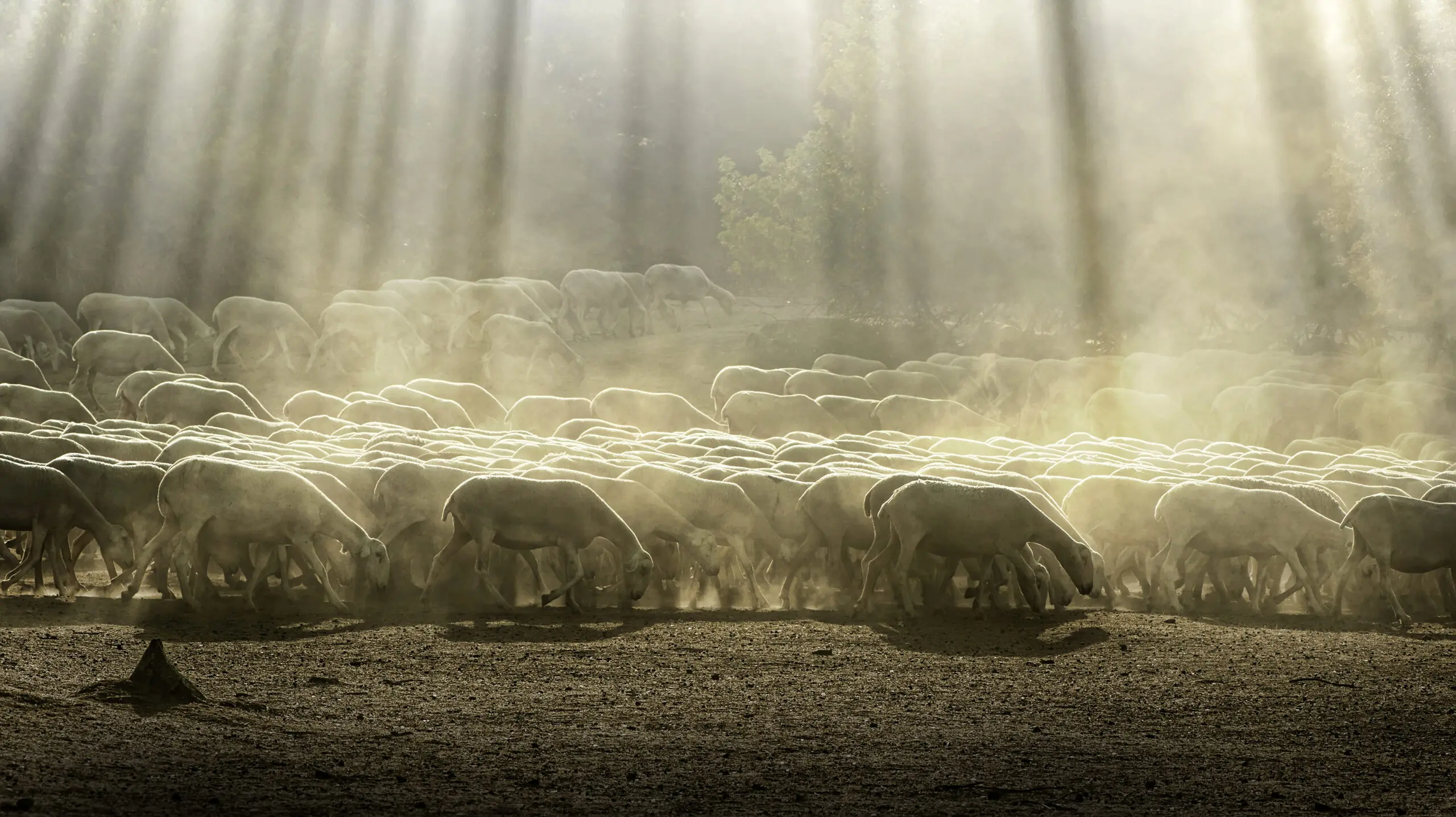 Wandbild (2708) Herd sheep in the forest präsentiert: Tiere,Sonstige Tiere