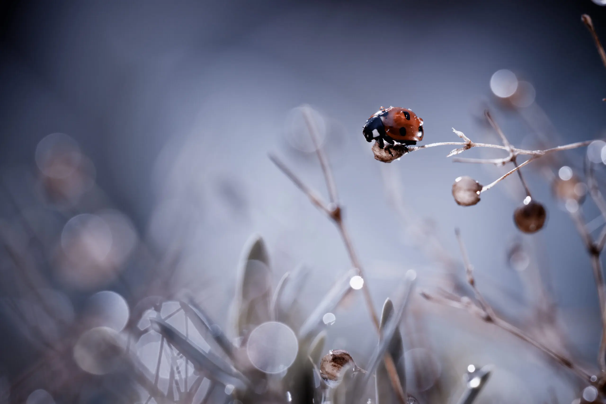 Wandbild (2716) High Diving präsentiert: Details und Strukturen,Tiere,Insekten,Pflanzen