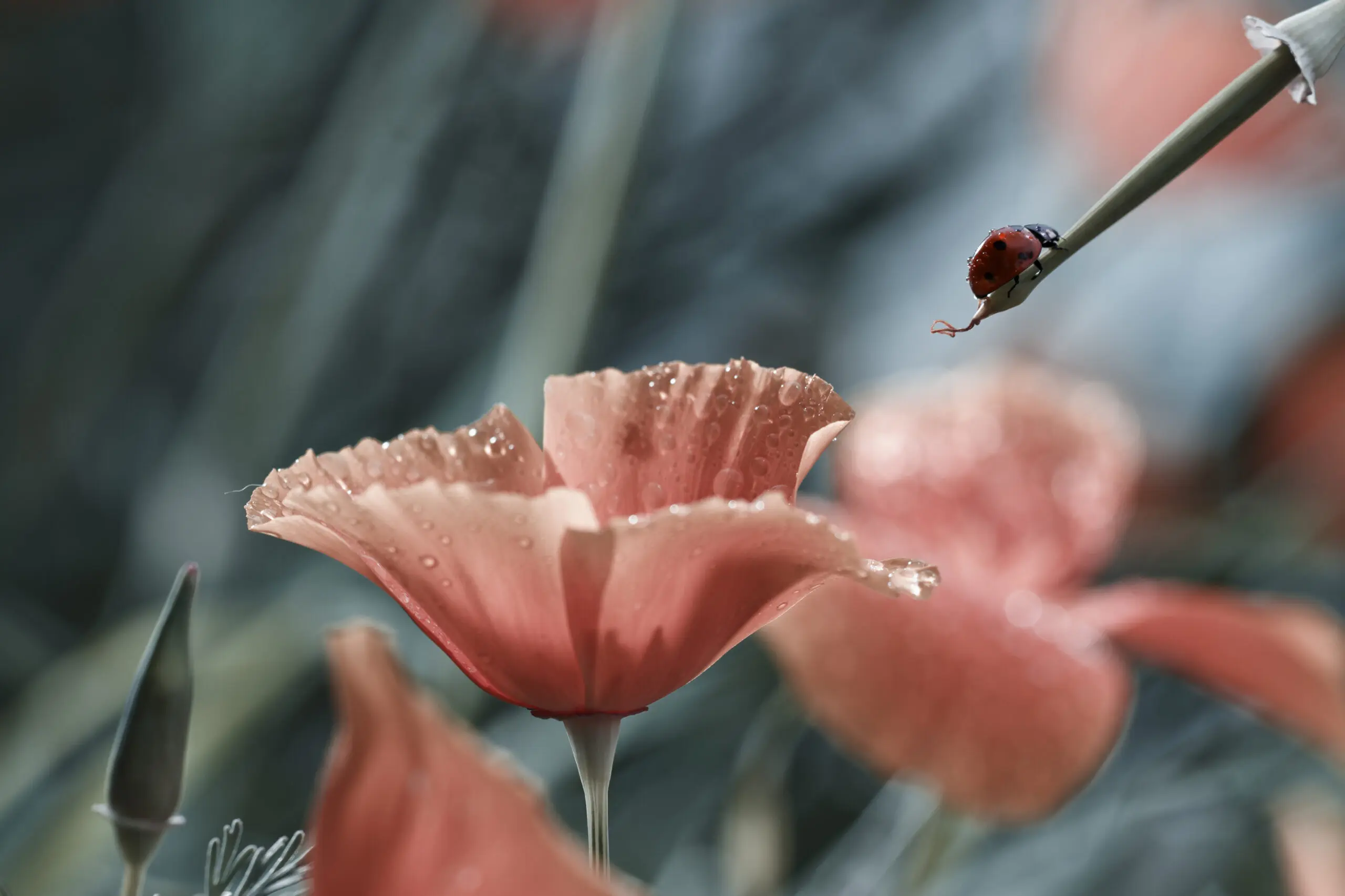 Wandbild (2715) Red Ink Refill präsentiert: Tiere,Natur,Blumen und Blüten,Insekten