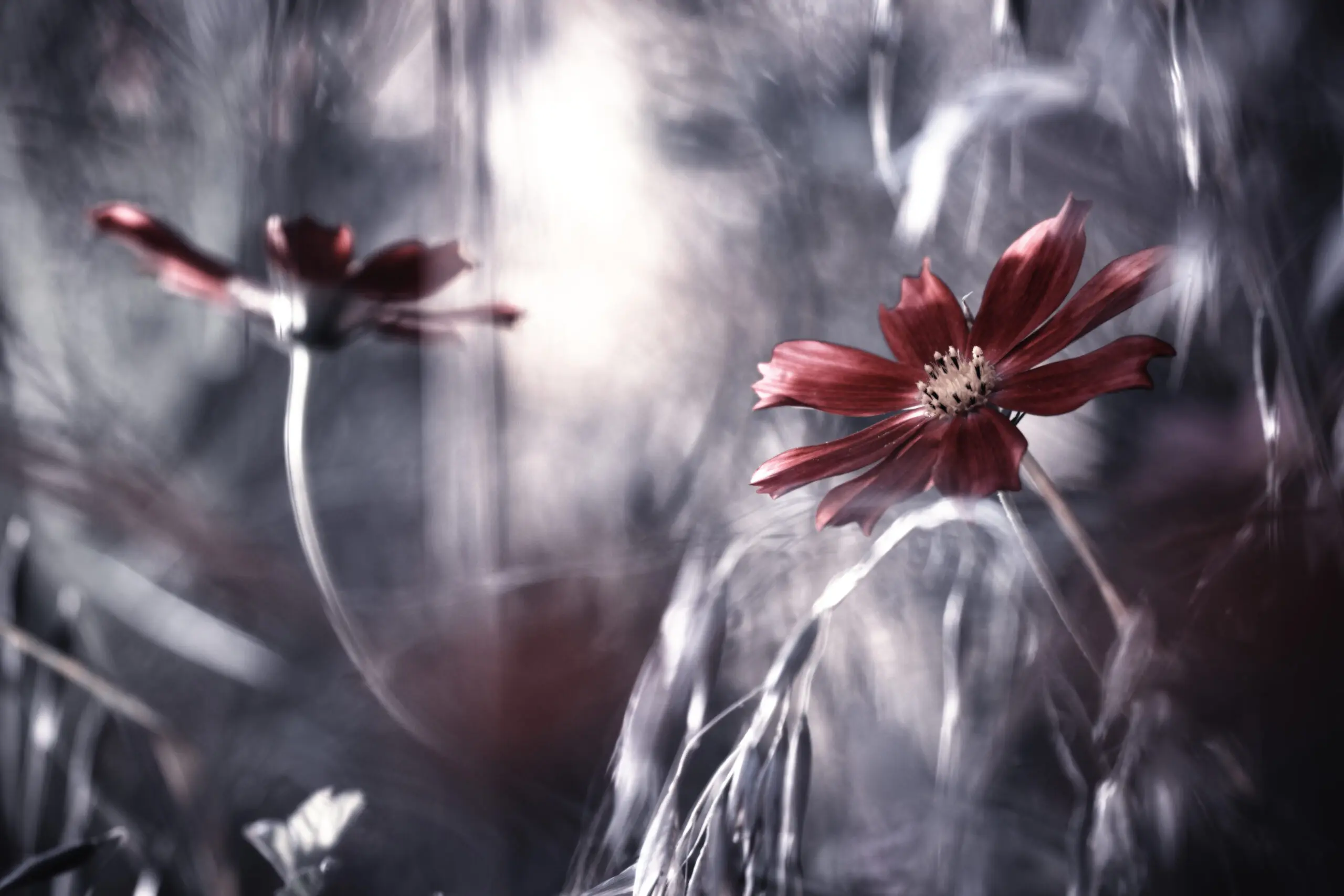 Wandbild (2714) Seduction games präsentiert: Natur,Blumen und Blüten