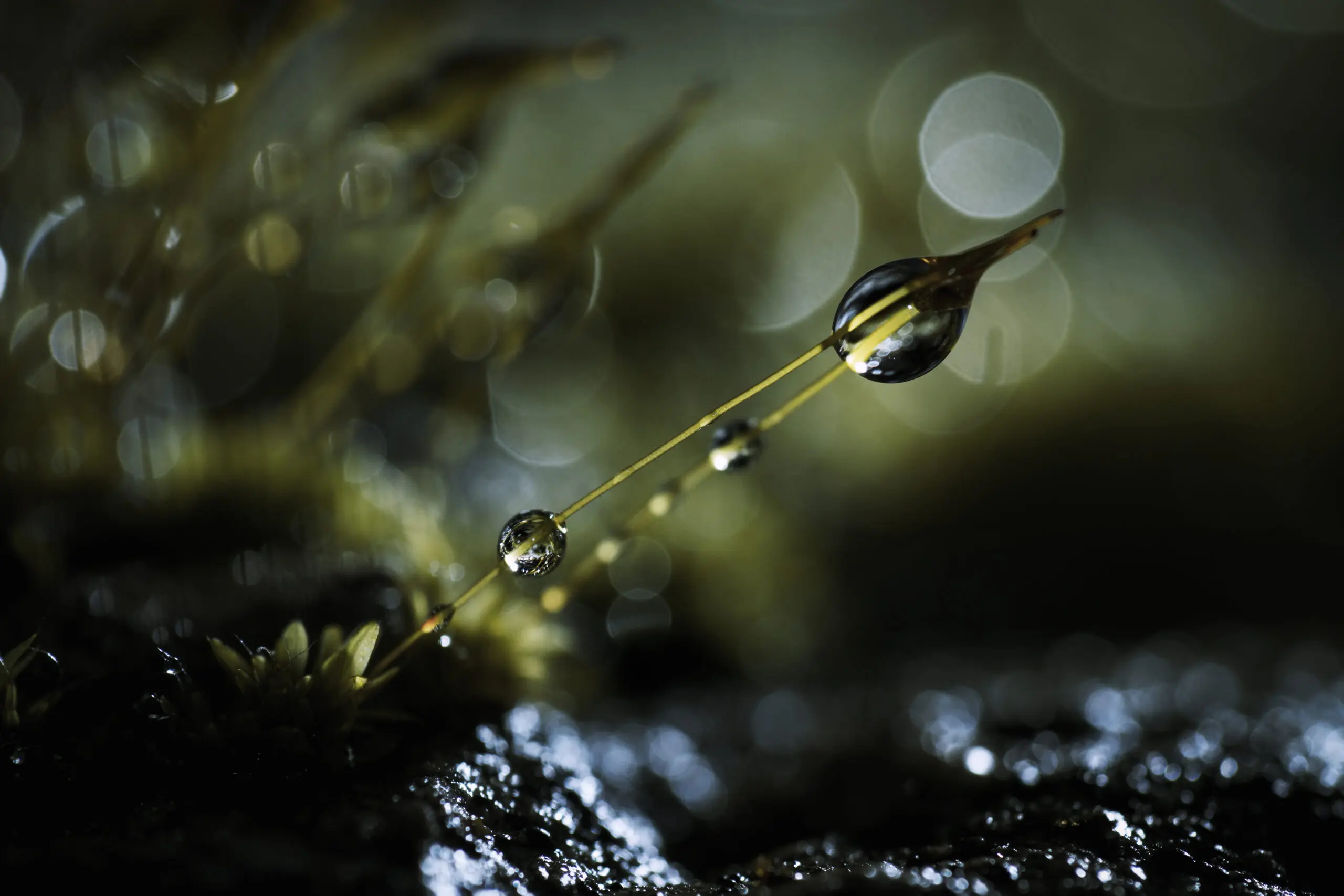 Wandbild (2713) The Quantum Theory of Gravity präsentiert: Wasser,Natur,Gräser,Wassertropfen