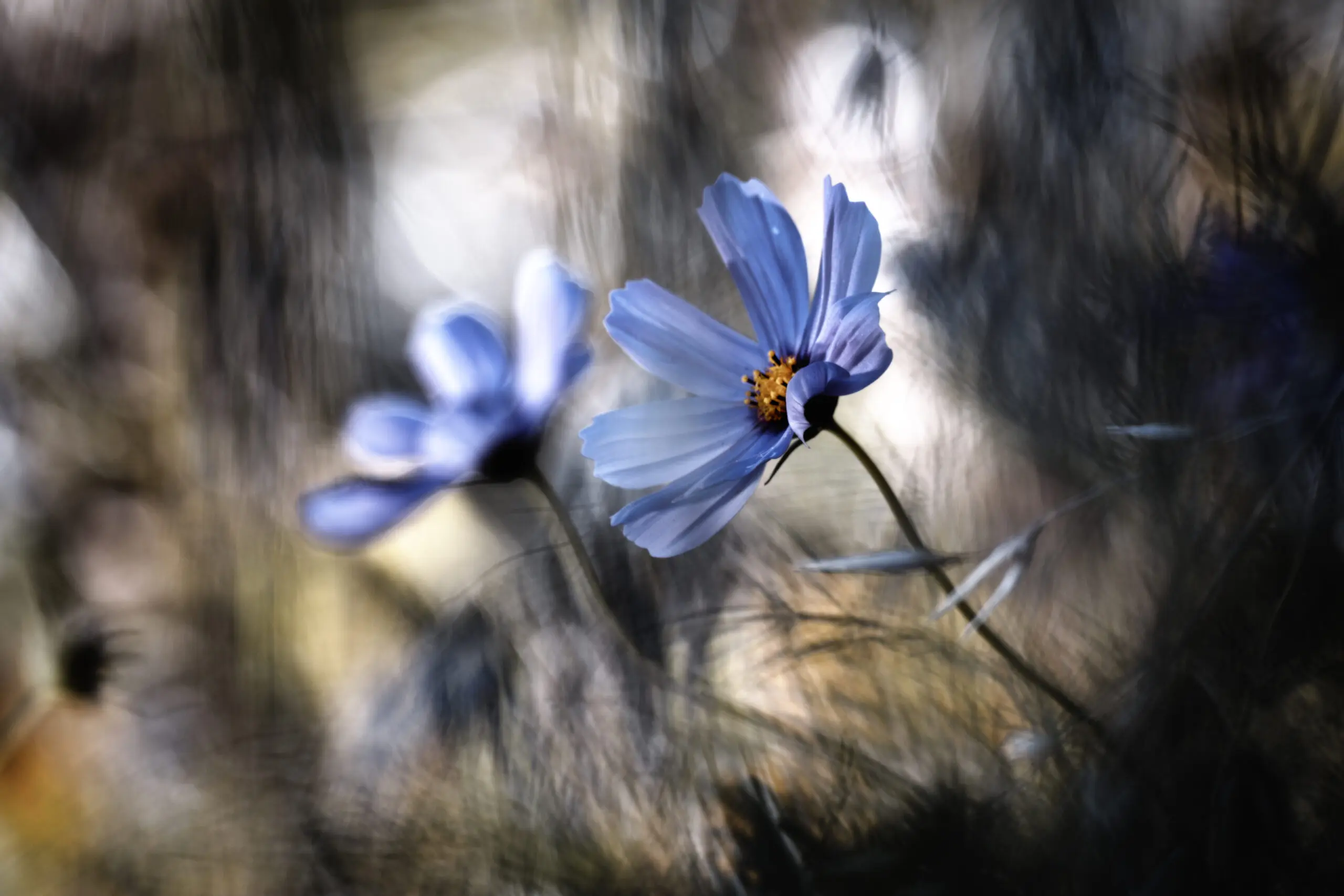 Wandbild (2712) The two of us präsentiert: Natur,Blumen und Blüten