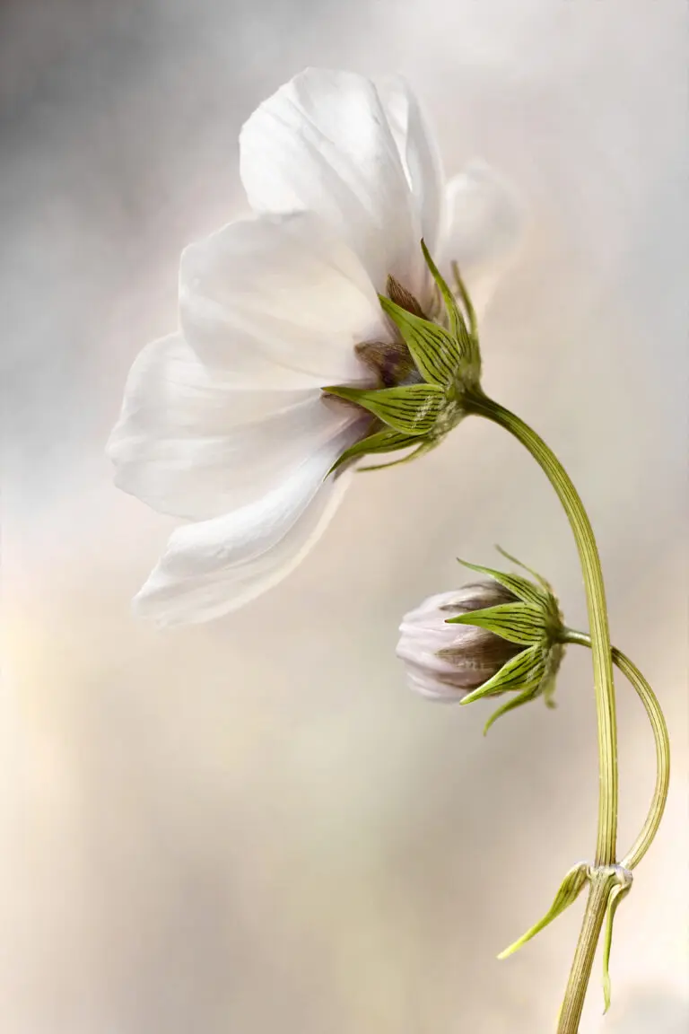  (2723) Cosmos präsentiert: Blumen und Blüten, Natur