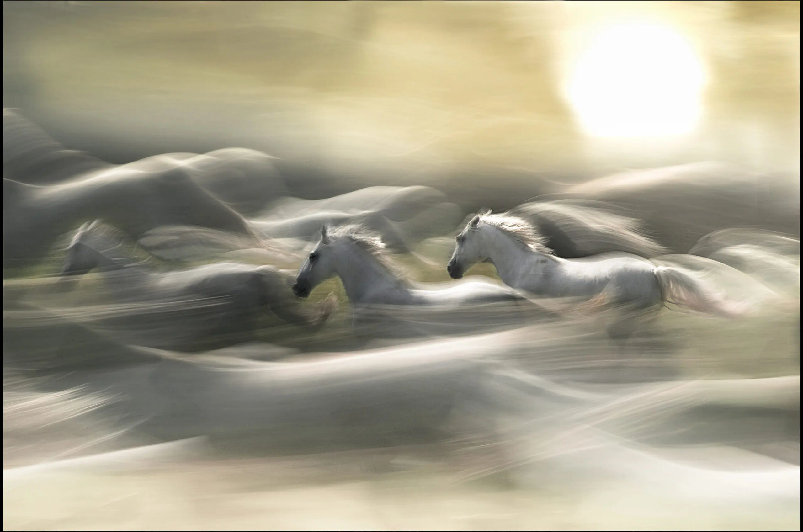 Wandbild (2764) morning dream präsentiert: Tiere,Pferde