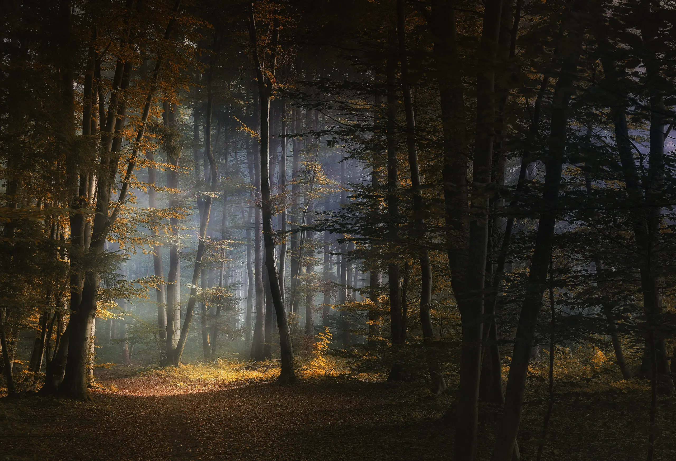 Wandbild (2777) Light präsentiert: Landschaften,Wälder