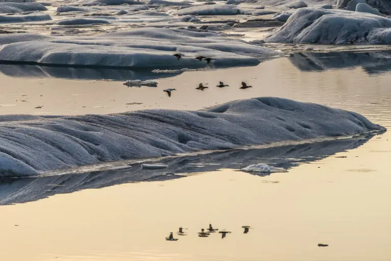 Sunny Ice