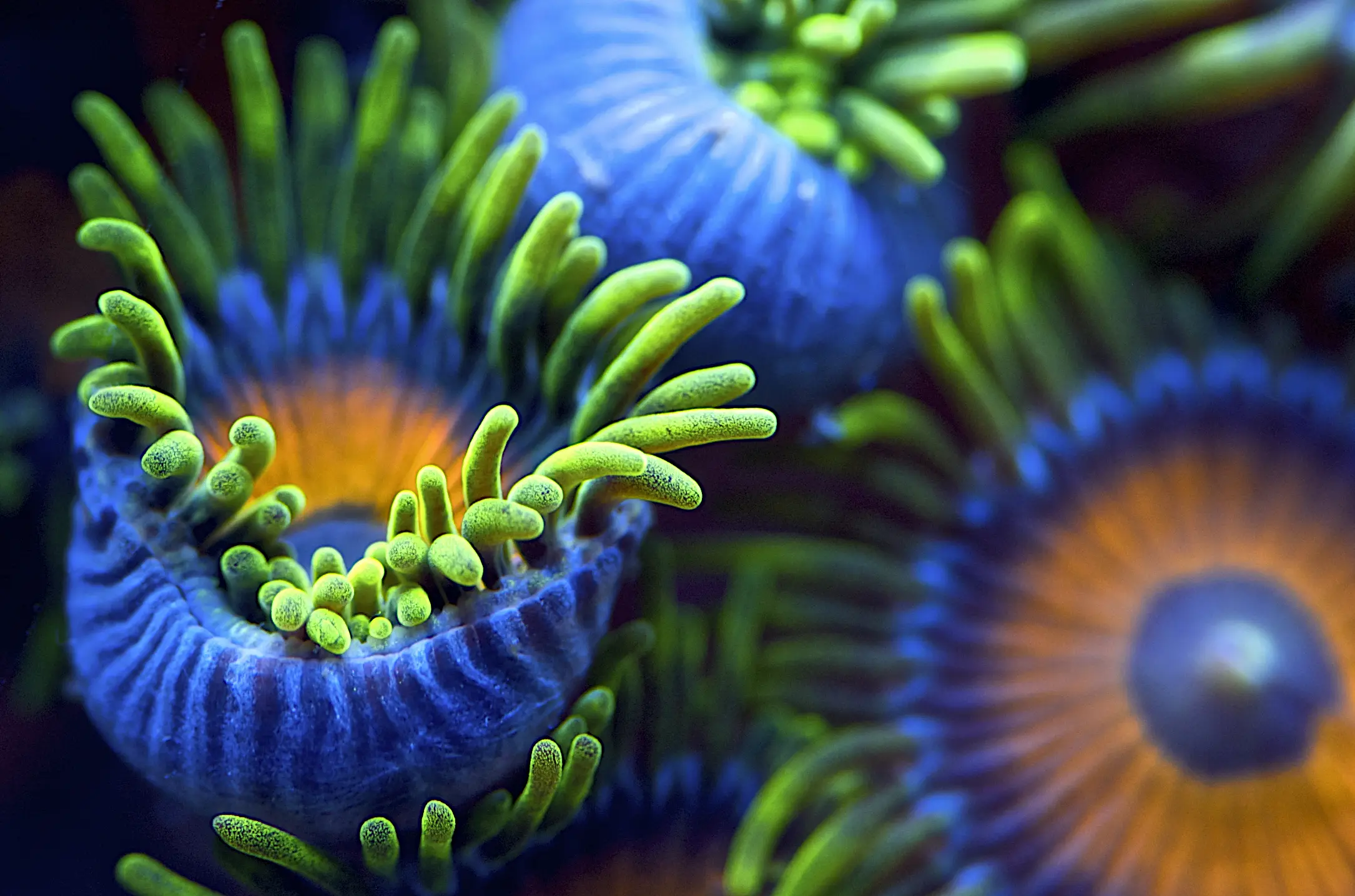 Wandbild (2850) The colors of the reef II präsentiert: Wasser,Unterwasser