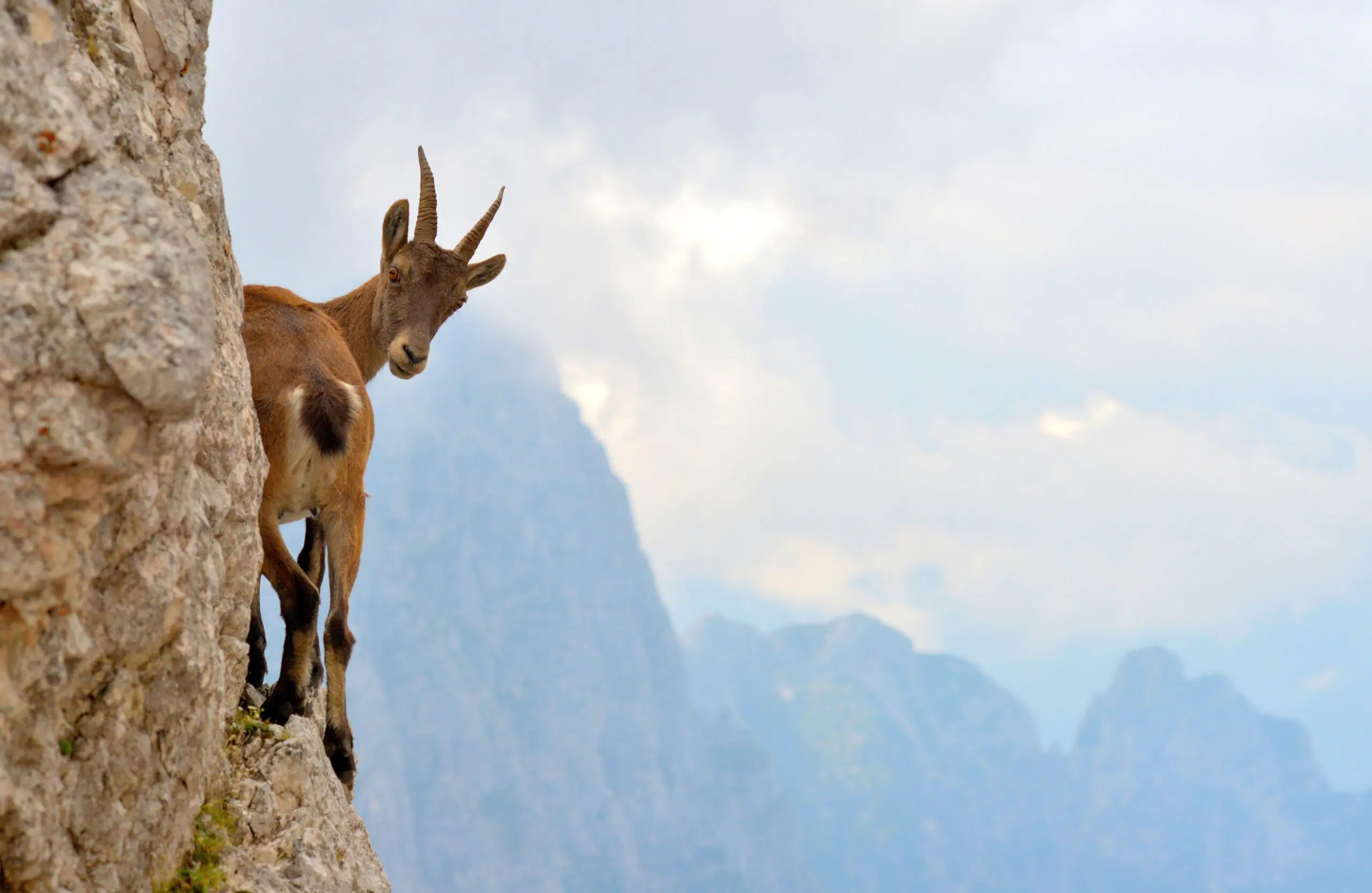 Wandbild (2863) Suspense präsentiert: Tiere,Landschaften