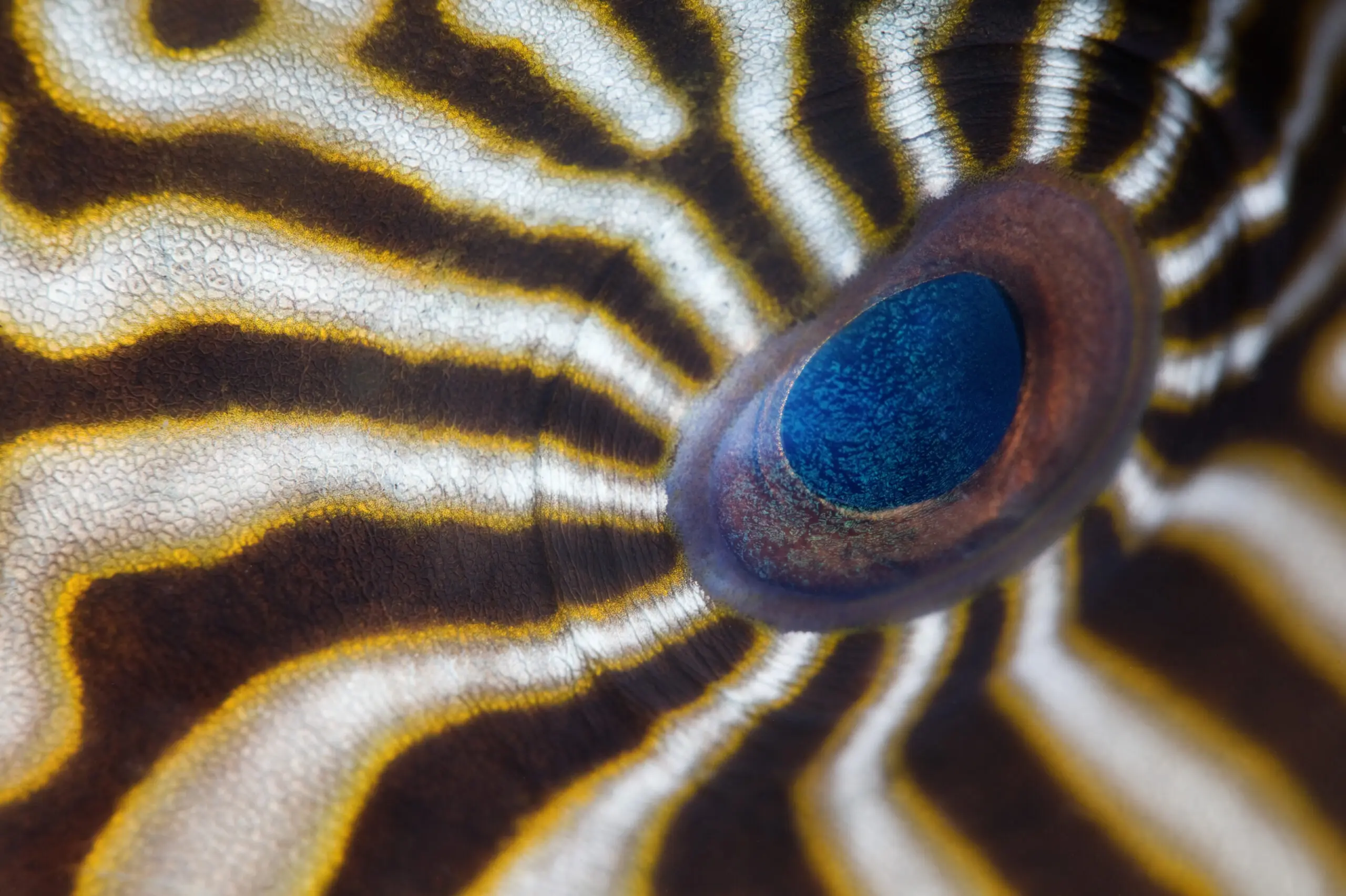 Wandbild (2869) Hypnotic eye-Andrey Narchuk präsentiert: Wasser,Details und Strukturen,Tiere,Fische,Unterwasser,Tiere