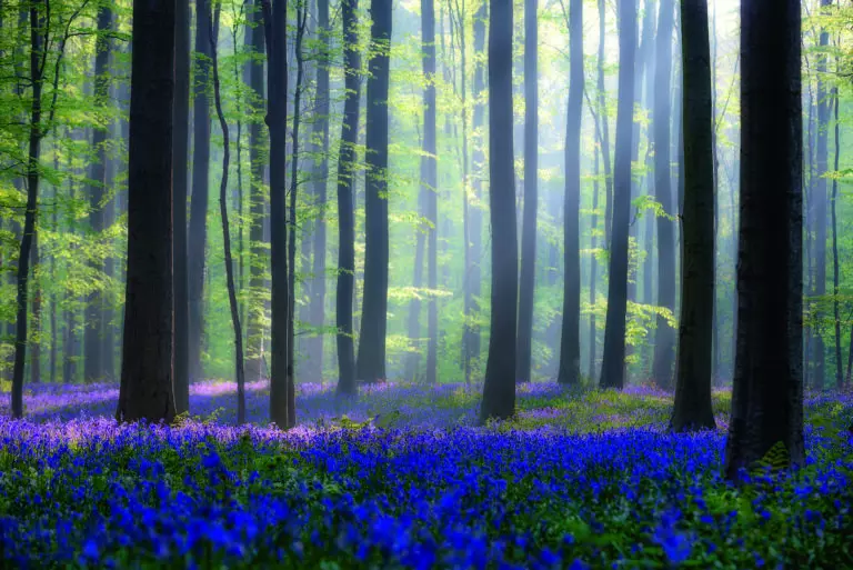  (2892) Bluebells präsentiert:  