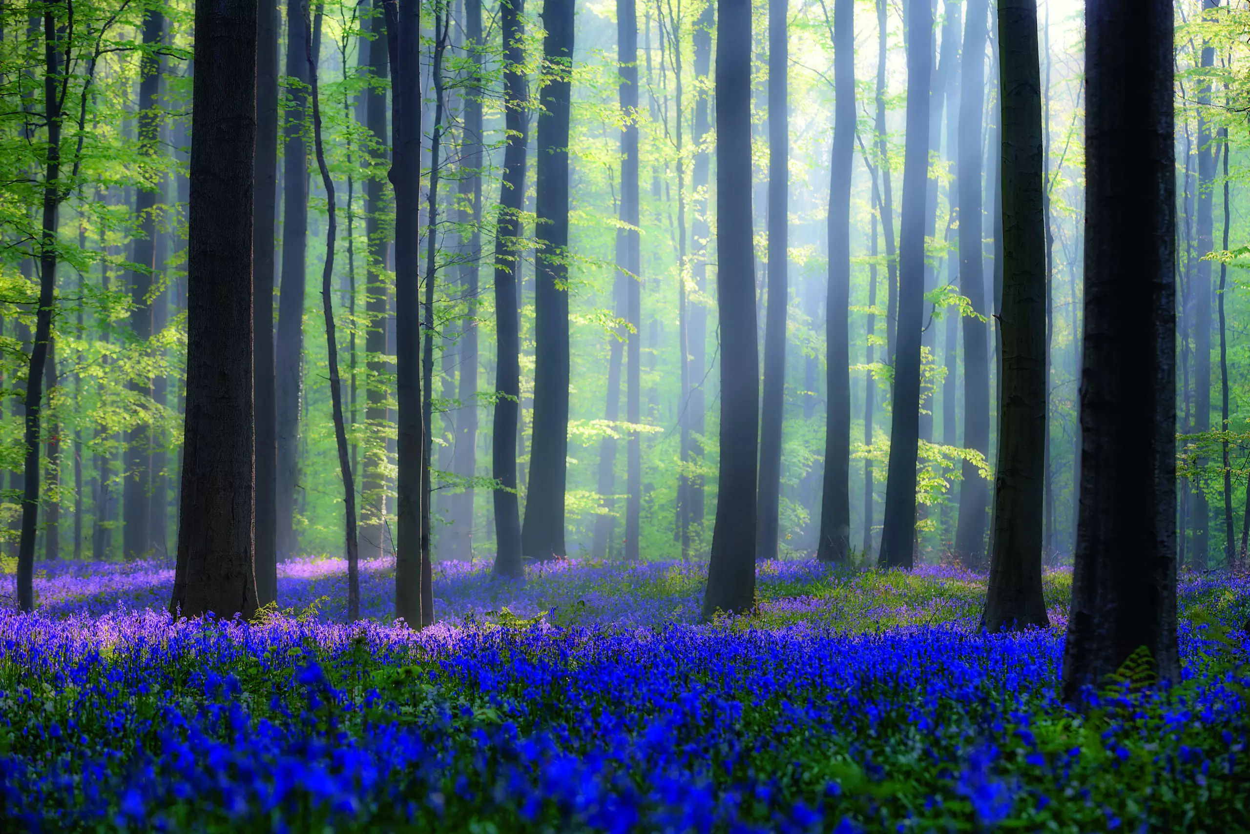 Bluebells