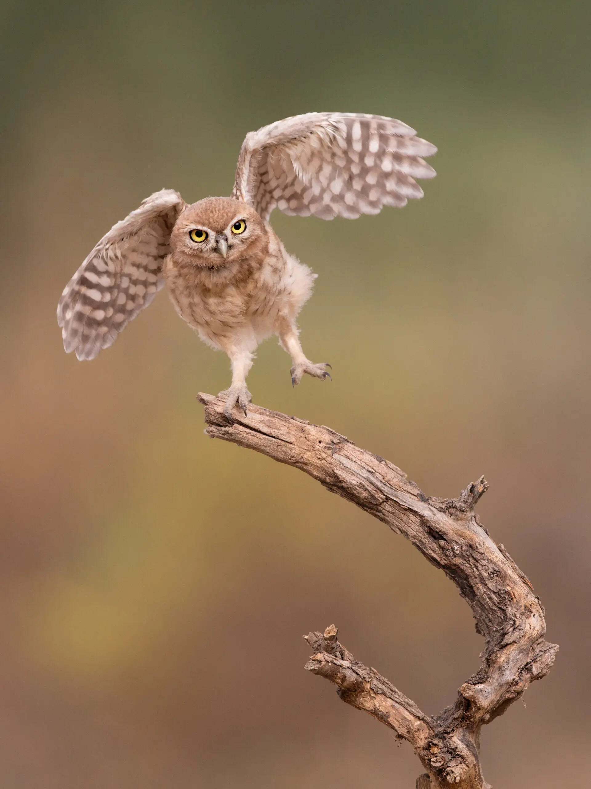 Wandbild (2903) I’m just a gigolo… präsentiert: Tiere,Vögel