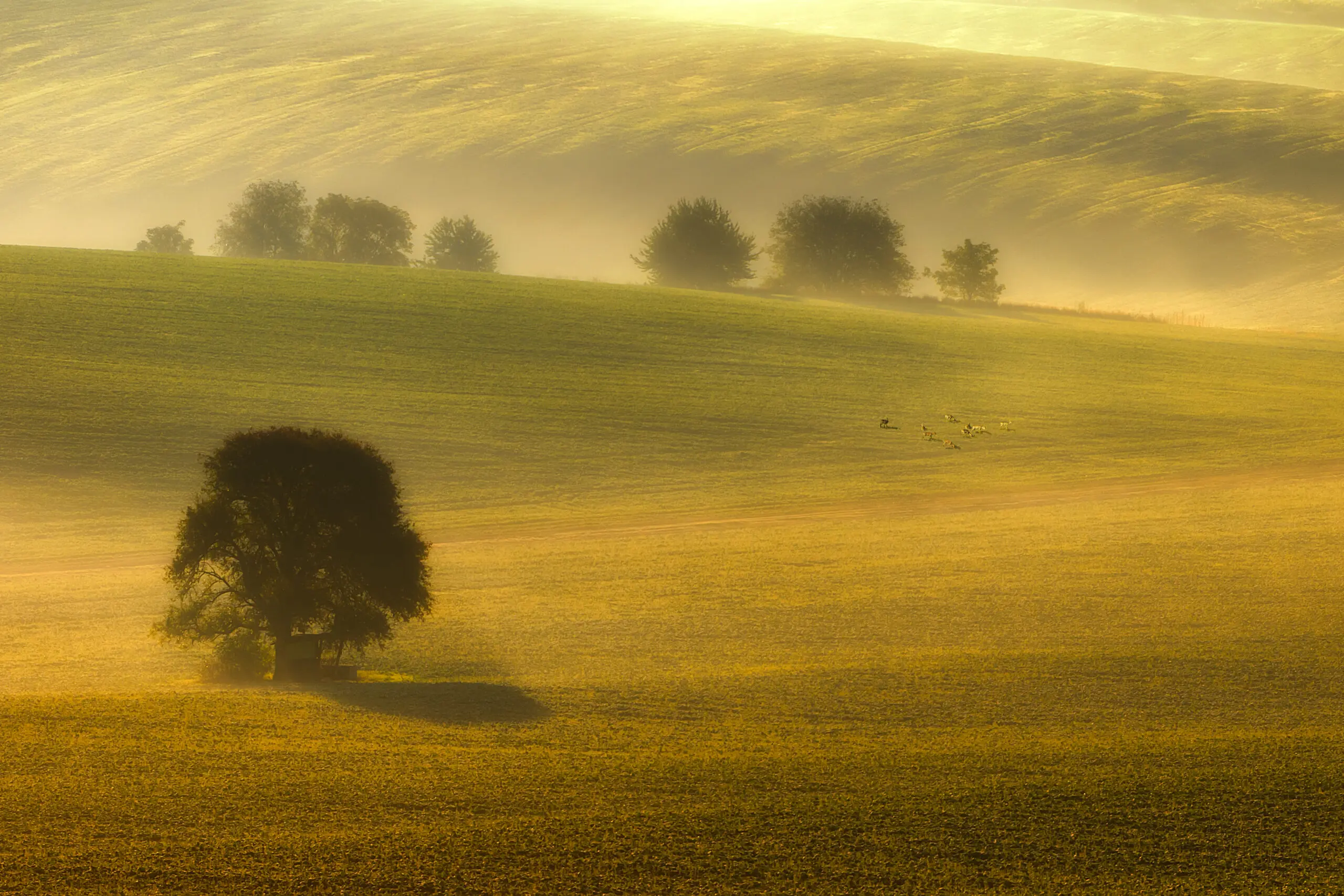 Wandbild (2931) foggy fields präsentiert: Landschaften