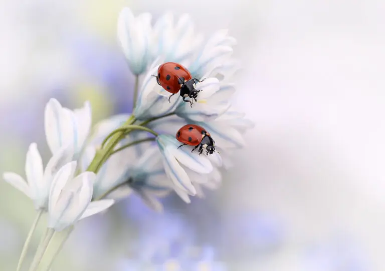  (2937) Ladybirds präsentiert: Natur, Tiere