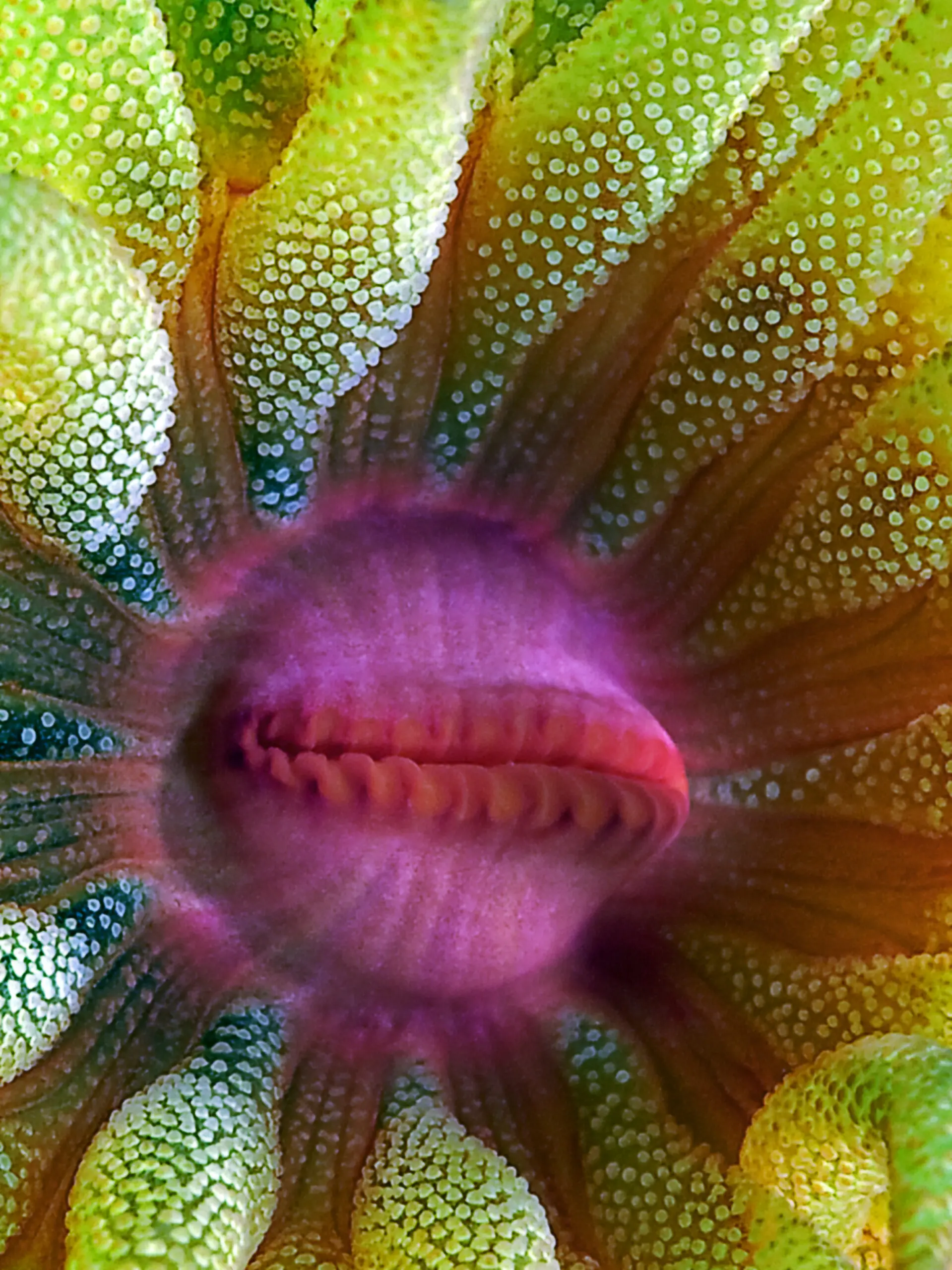 Wandbild (2949) Cup Coral Portrait präsentiert: Wasser,Tiere