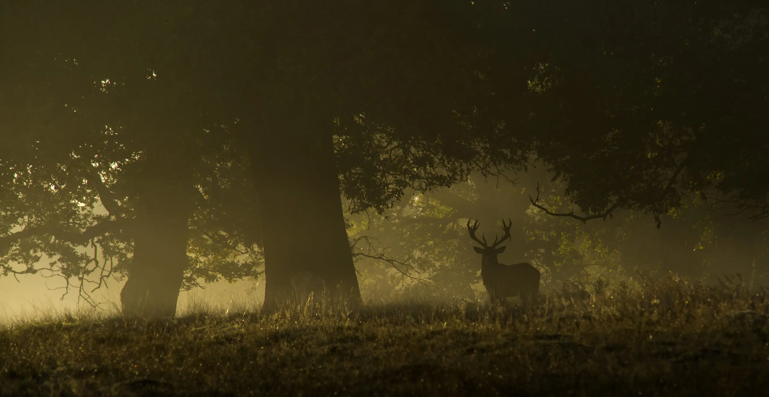 Wandbild (2952) Magical sunrise präsentiert: Tiere,Natur,Landschaften,Wälder,Wildtiere