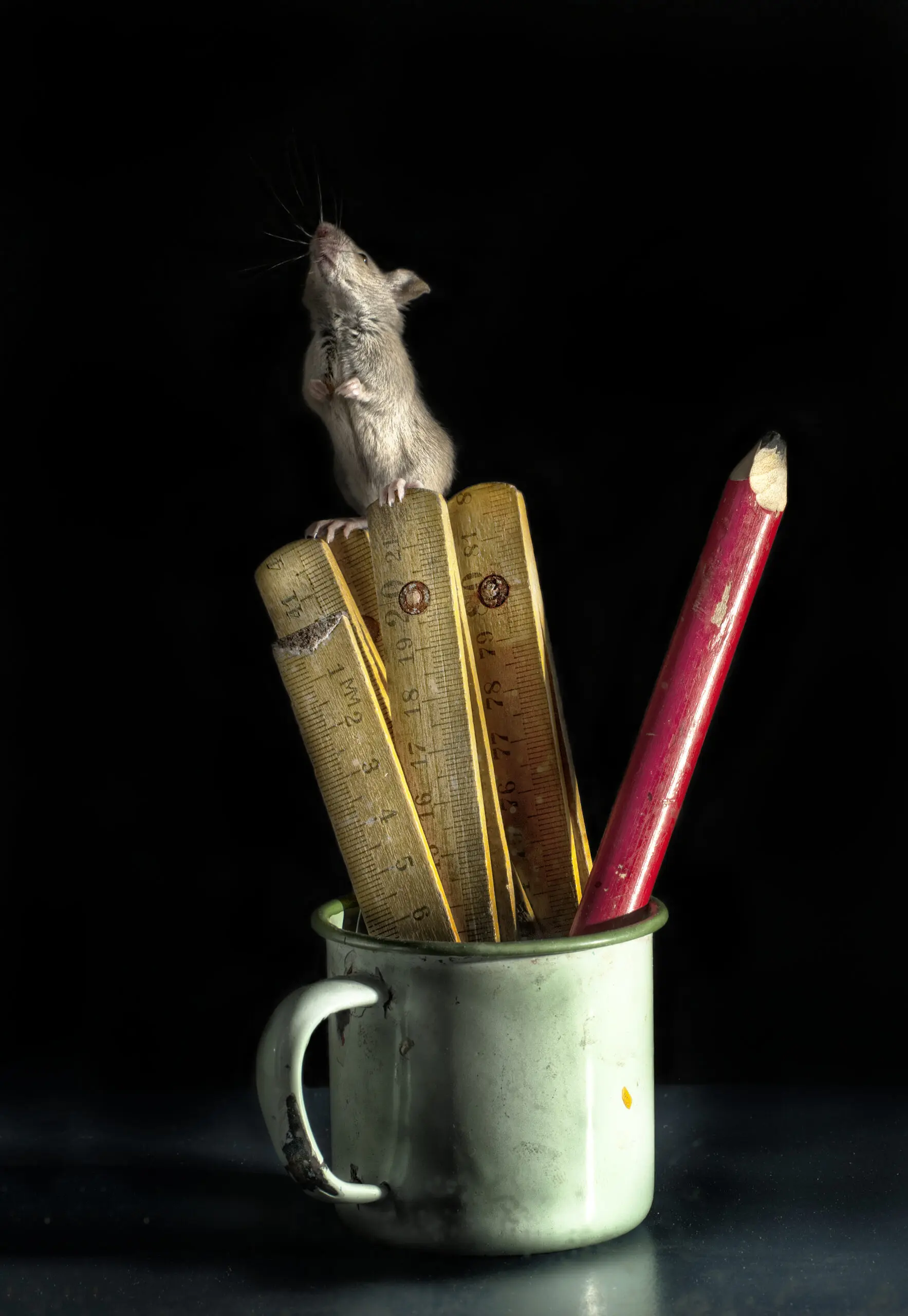 Wandbild (2974) Look up präsentiert: Stillleben,Kreatives,Tiere,Retro,Sonstige Tiere,Wildtiere,Humor,Sonstiges Kreatives