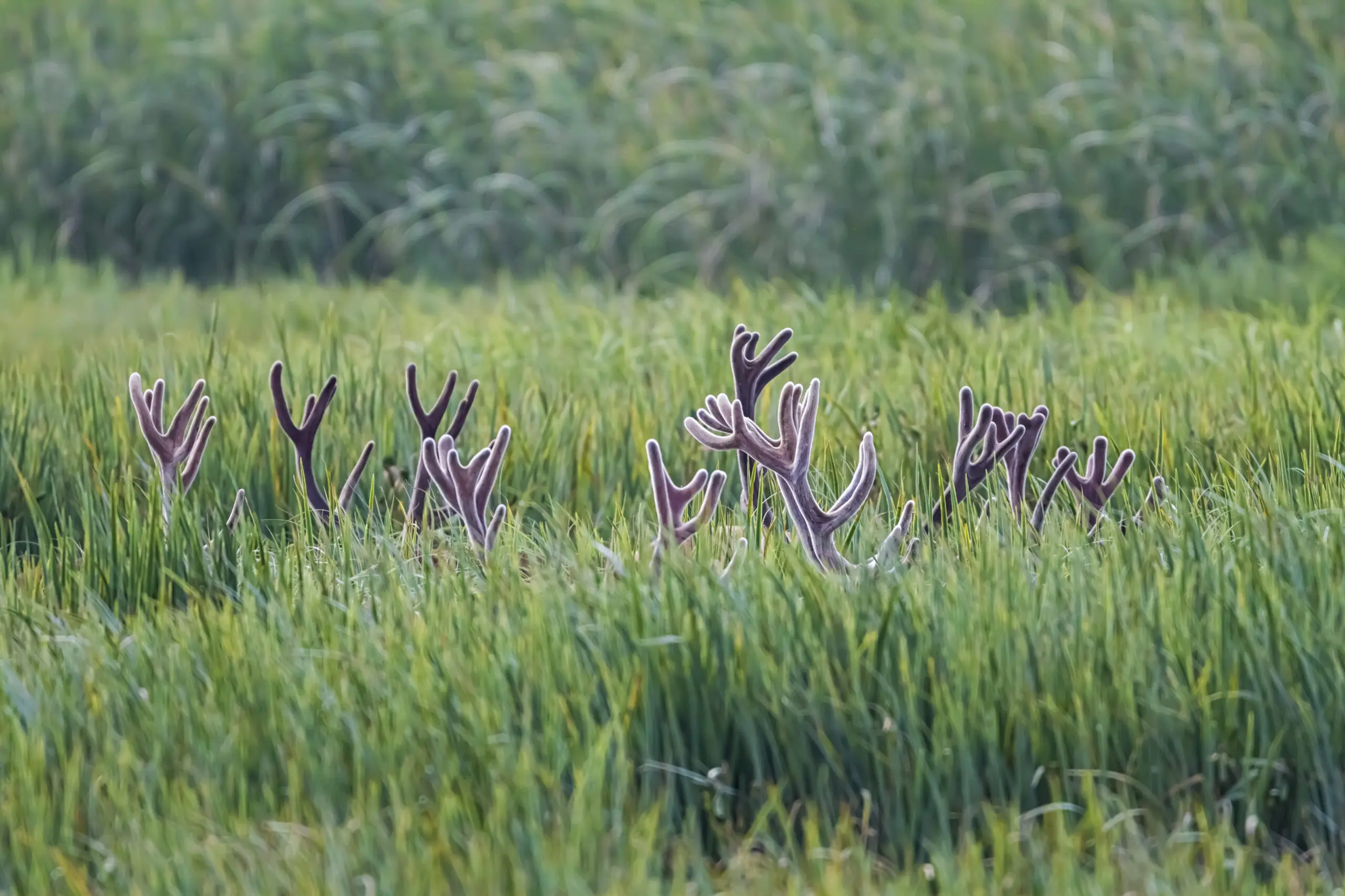 Wandbild (2988) Secret meeting präsentiert: Tiere,Natur,Landschaften,Wildtiere