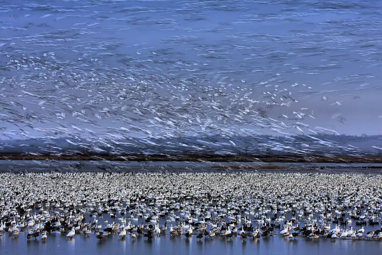 Before Dawn - A Day of Snow Goose Migration