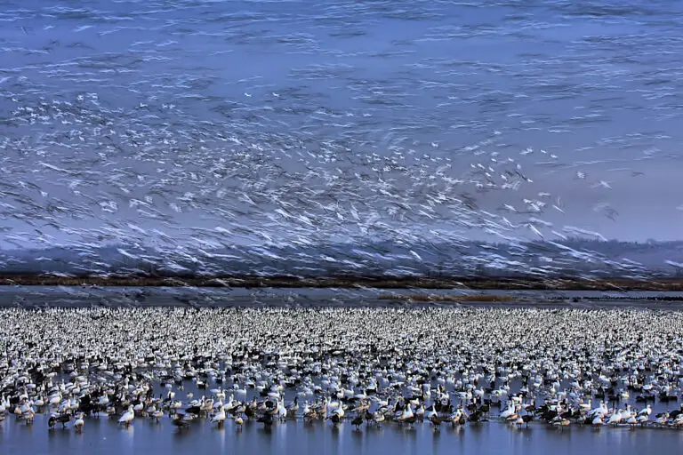  (2994) Before Dawn – A Day of Snow Goose Migration präsentiert:  