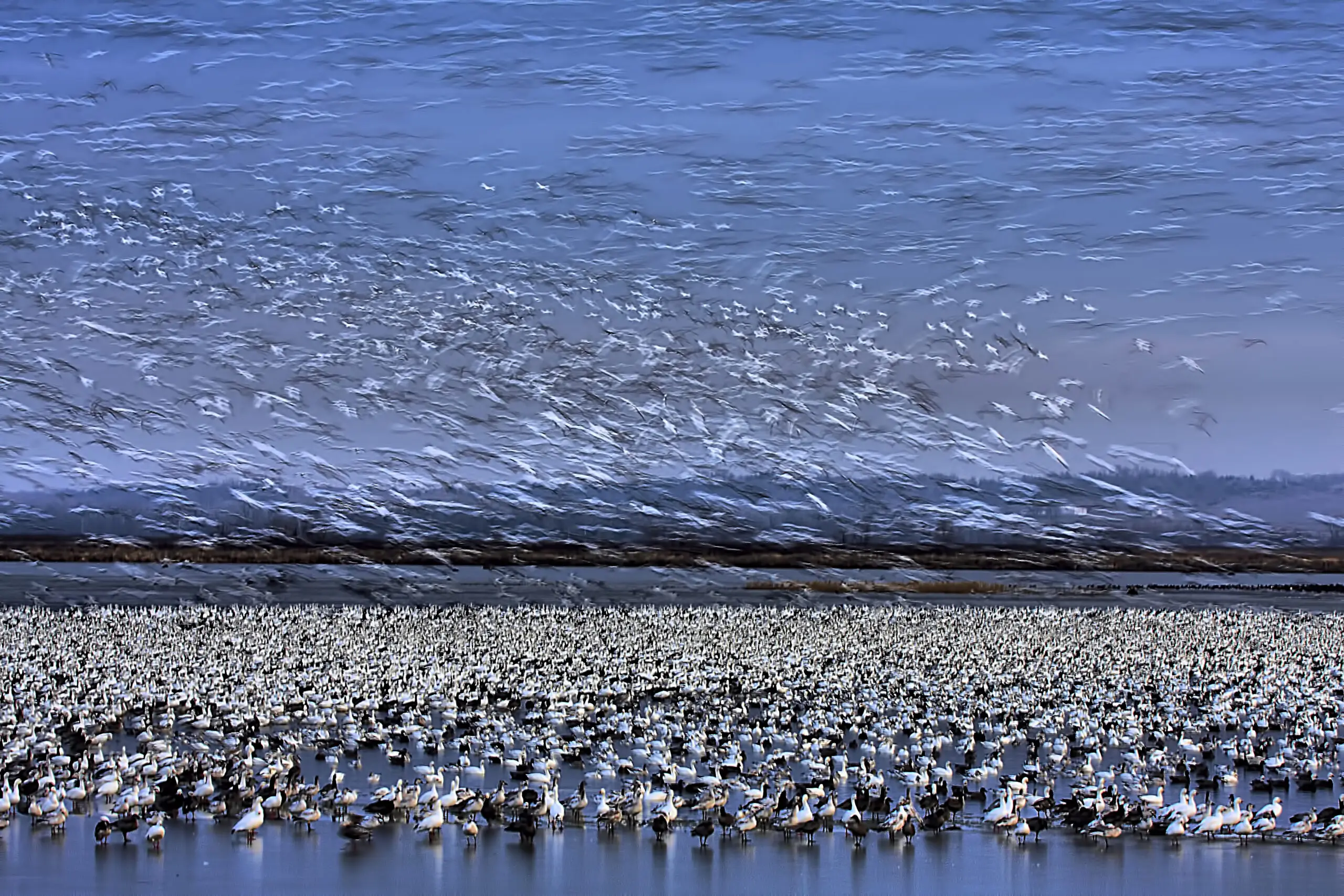 Before Dawn - A Day of Snow Goose Migration