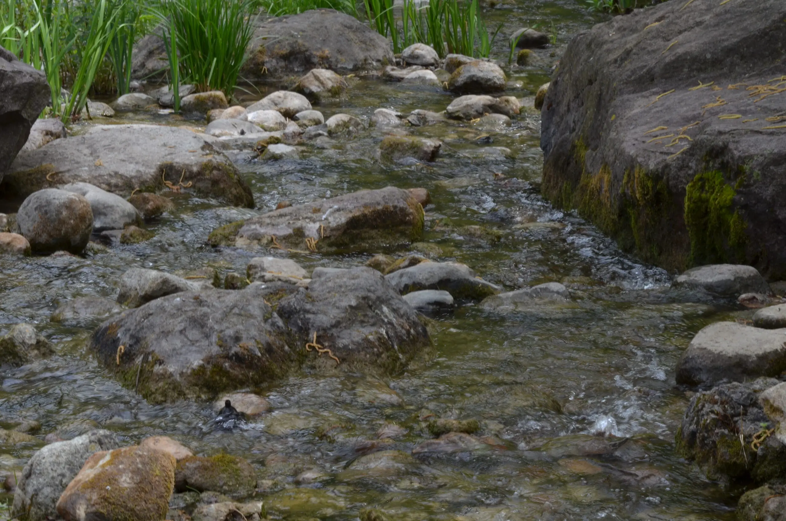 Wandbild (3109) fließende Ruhe präsentiert: Wasser,Natur,Landschaften,Gewässer