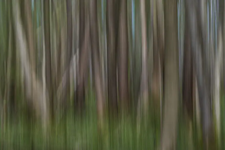 Foret nebuleuse