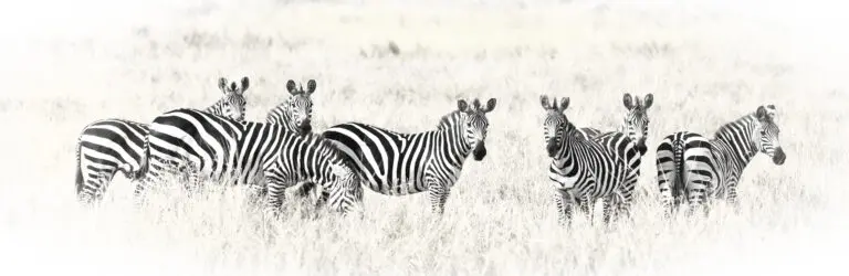 Zebra Crossing