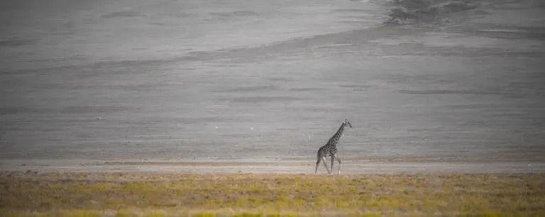 Serengeti Soul
