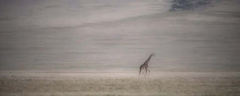 Lonely Giraffe