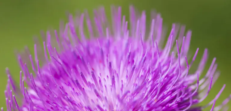 (3173) Rosa Igel präsentiert: Blumen und Blüten, Details und Strukturen, Natur