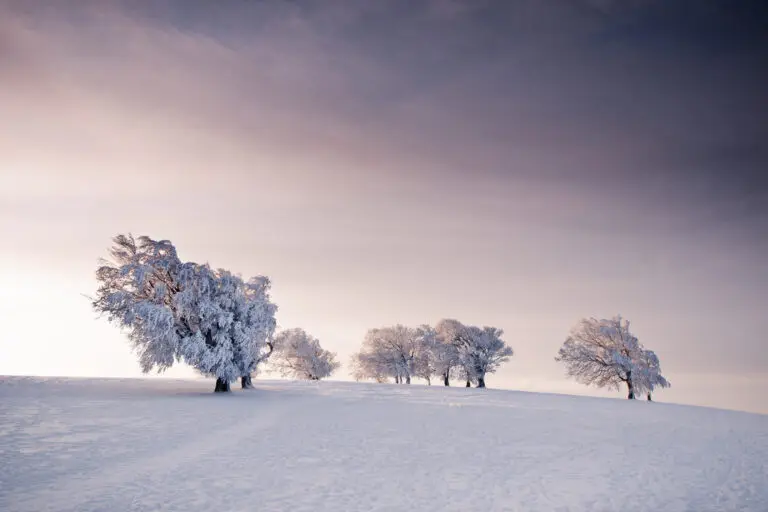 Winter Trees