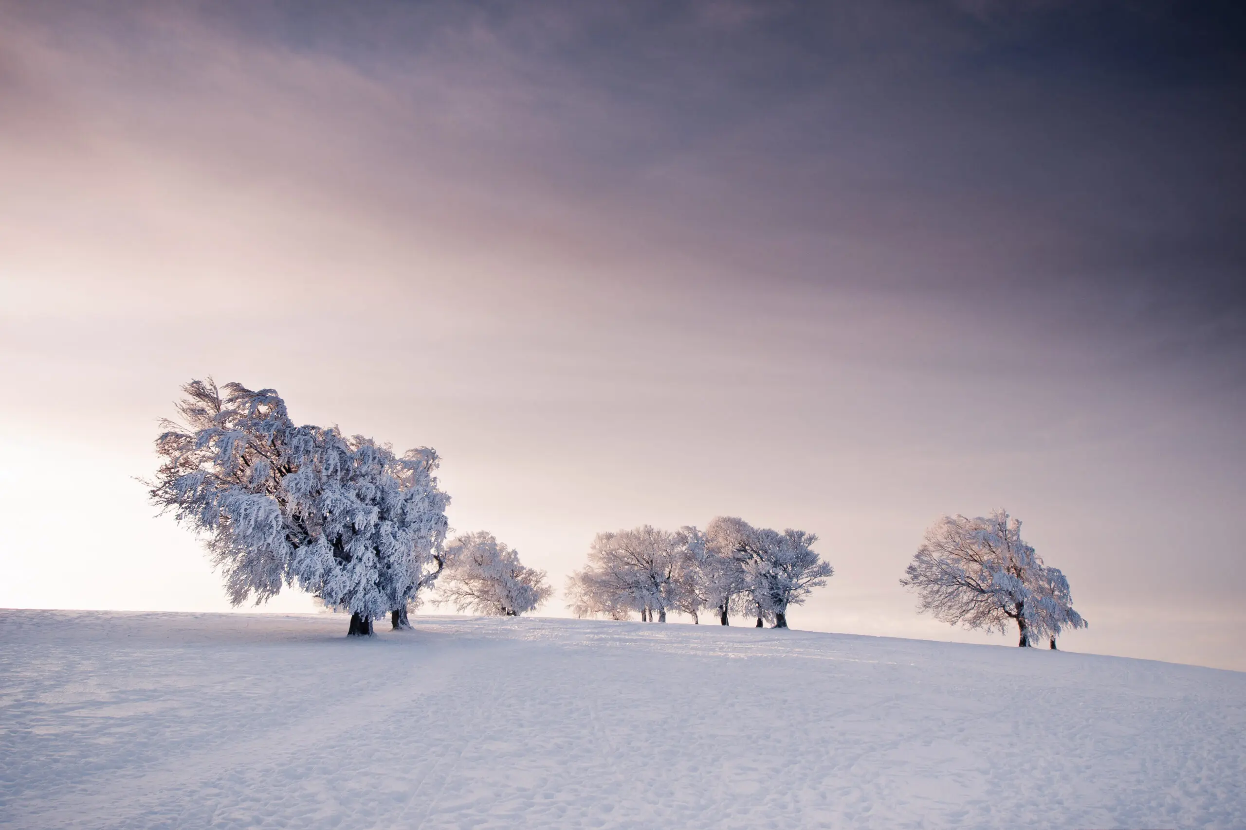 Winter Trees