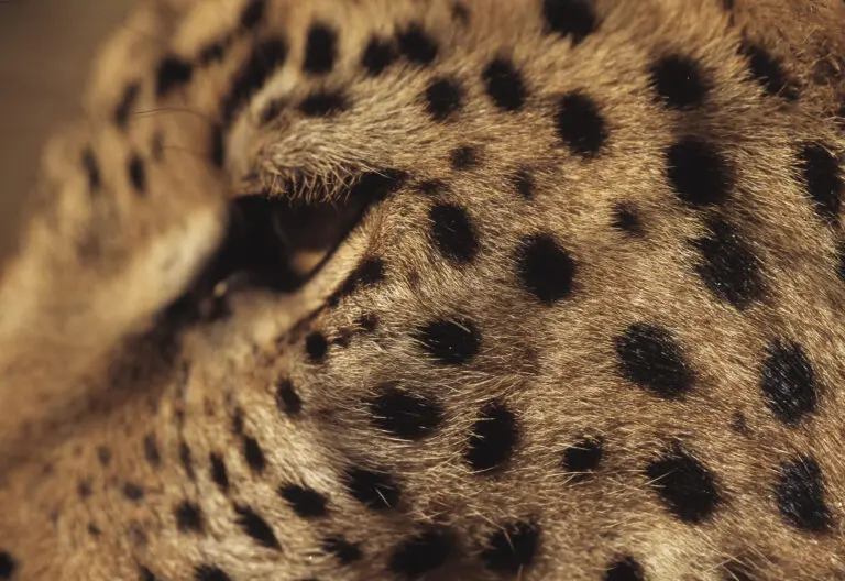 Leopard Eye