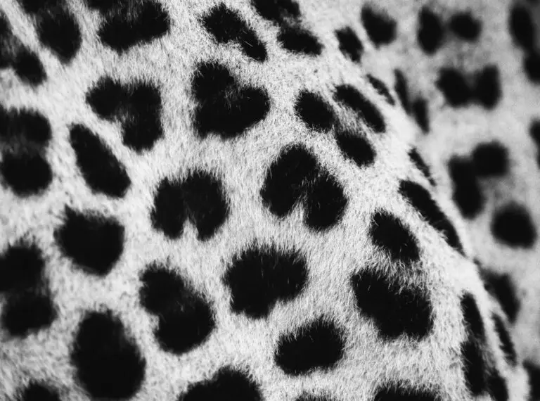 Leopard B&W