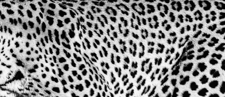 Black fur