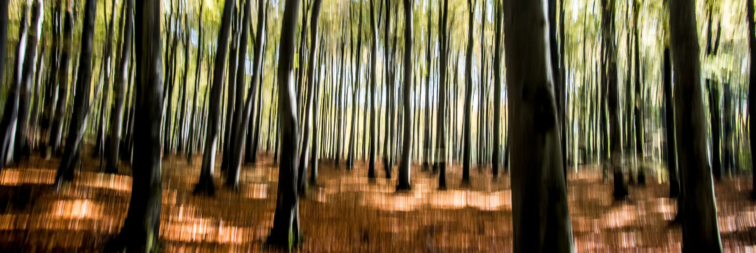 Wandbild (3253) Irritation präsentiert: Natur,Bäume