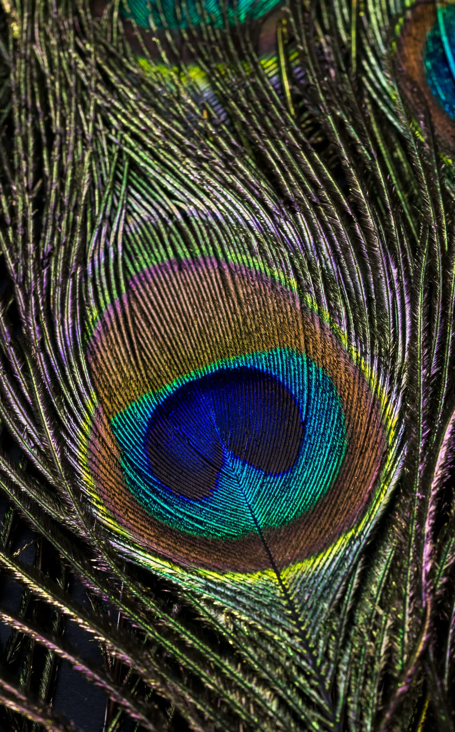 Wandbild (3263) Argusauge präsentiert: Details und Strukturen,Tiere,Sonstige Naturdetails