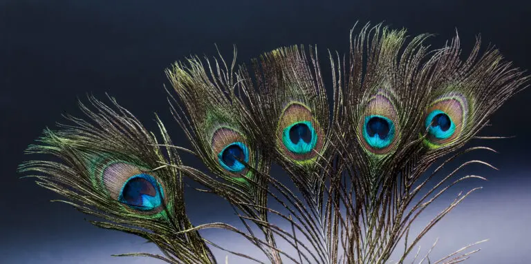 Feathered Eyes