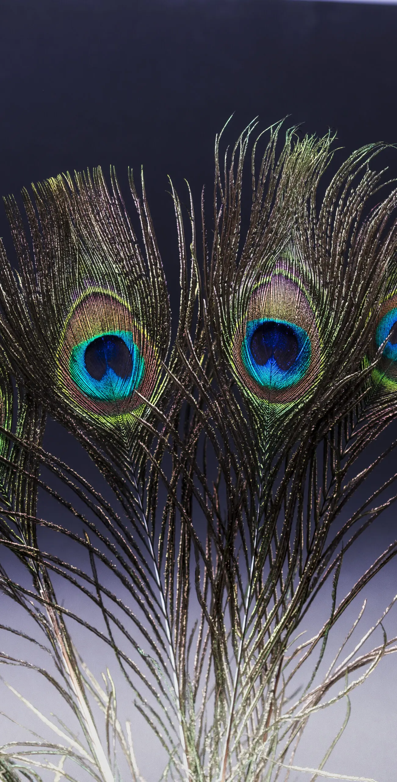 Wandbild (3261) Two Eyes präsentiert: Details und Strukturen,Tiere,Natur,Detailaufnahmen,Sonstige Naturdetails